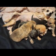 Chihuahua - Both