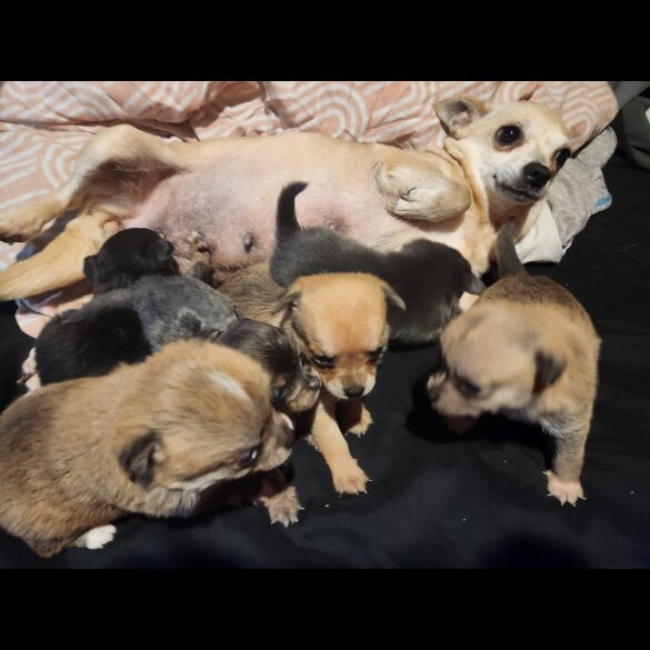 Chihuahua - Both