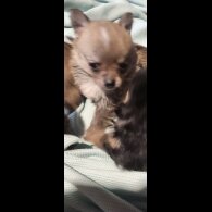 Chihuahua - Both