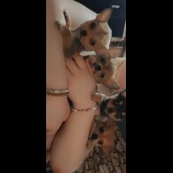Chihuahua - Both