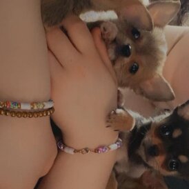 Chihuahua - Both