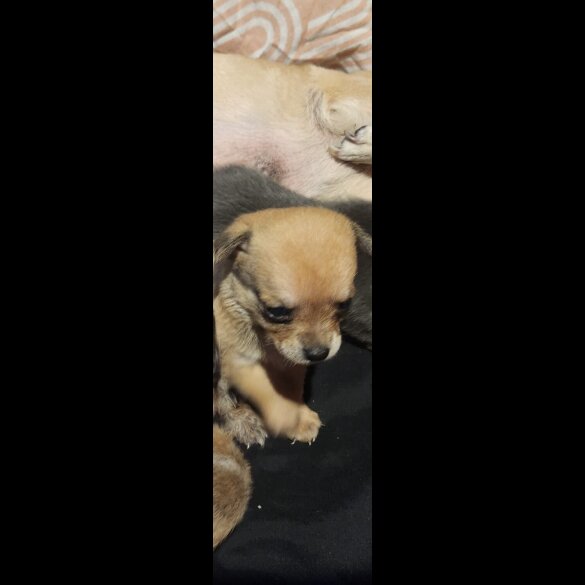 Chihuahua - Both