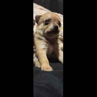 Chihuahua - Both