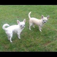 Chihuahua