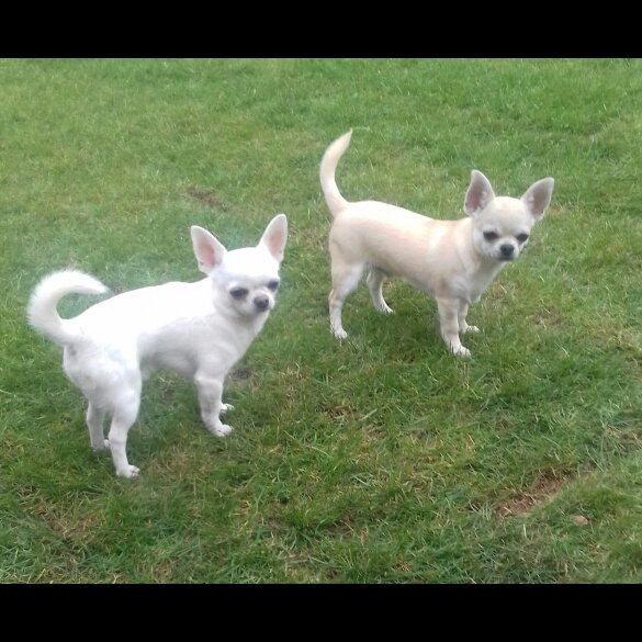 Chihuahua