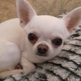 Chihuahua