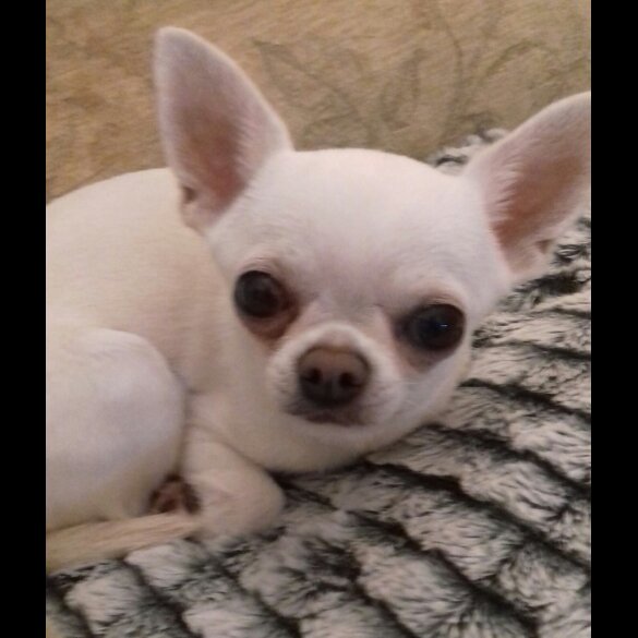 Chihuahua