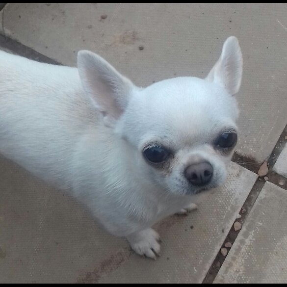 Chihuahua
