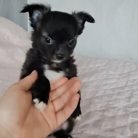 Chihuahua - Both