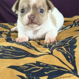 Chihuahua - Both