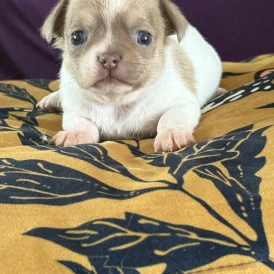 Chihuahua - Both