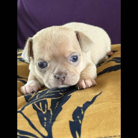 Chihuahua - Both