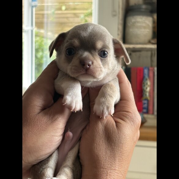 Chihuahua - Both