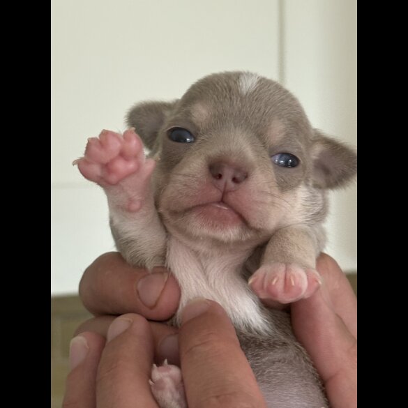 Chihuahua - Both