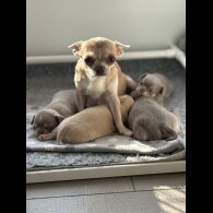 Chihuahua - Both