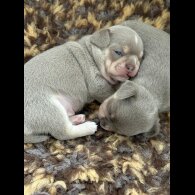 Chihuahua - Both