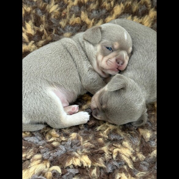 Chihuahua - Both
