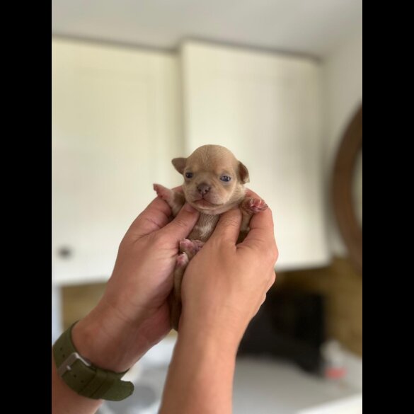 Chihuahua - Both