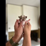 Chihuahua - Both