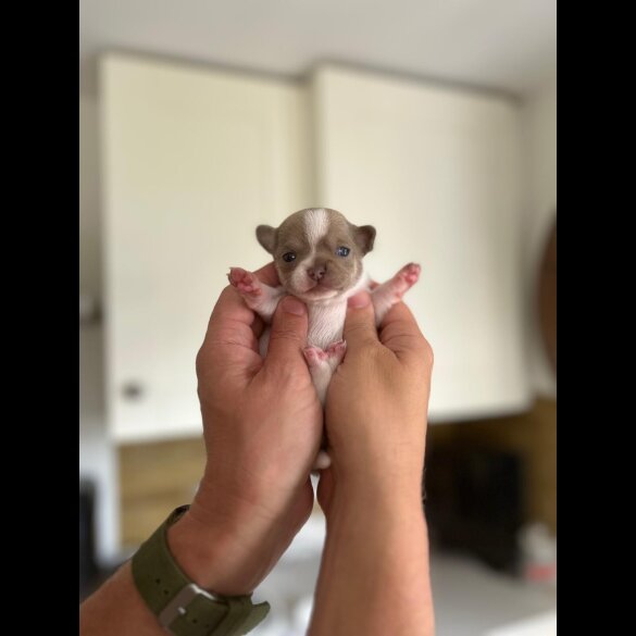Chihuahua - Both