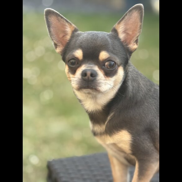 Chihuahua - Both