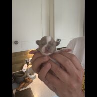 Chihuahua - Both
