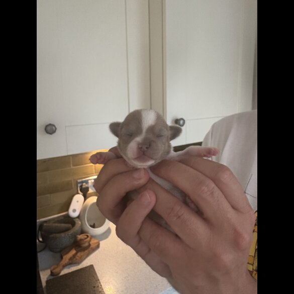 Chihuahua - Both