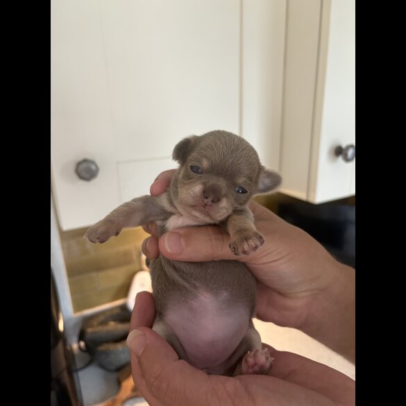 Chihuahua - Both