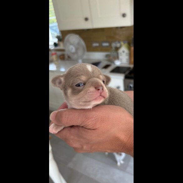 Chihuahua - Both