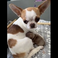 Chihuahua - Both