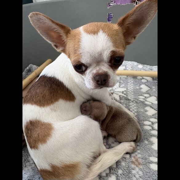 Chihuahua - Both