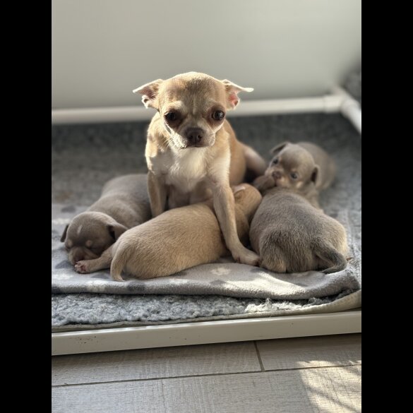 Chihuahua - Both