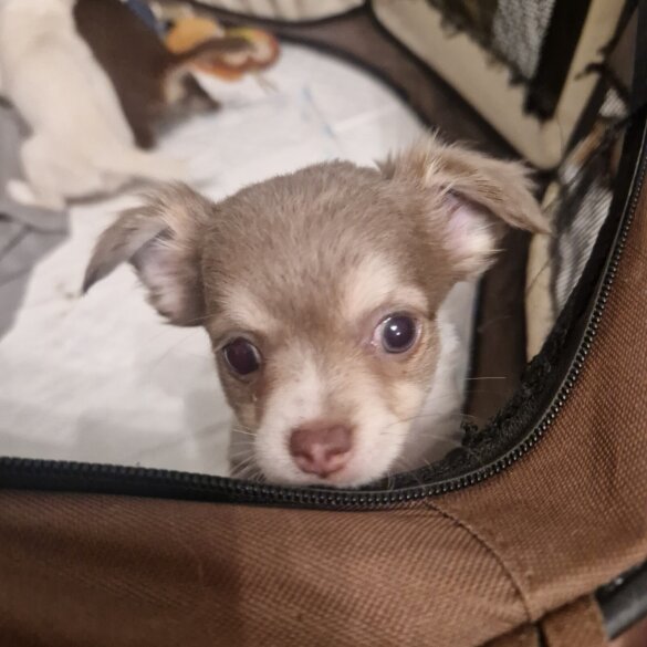 Chihuahua - Both