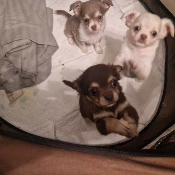 Chihuahua - Both