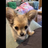 Chihuahua - Both