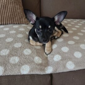 Chihuahua - Dogs
