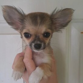 Chihuahua - Both