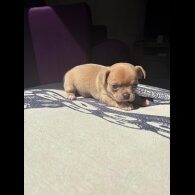 Chihuahua - Both