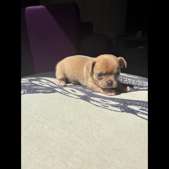 Chihuahua - Both