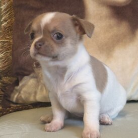 Chihuahua - Both