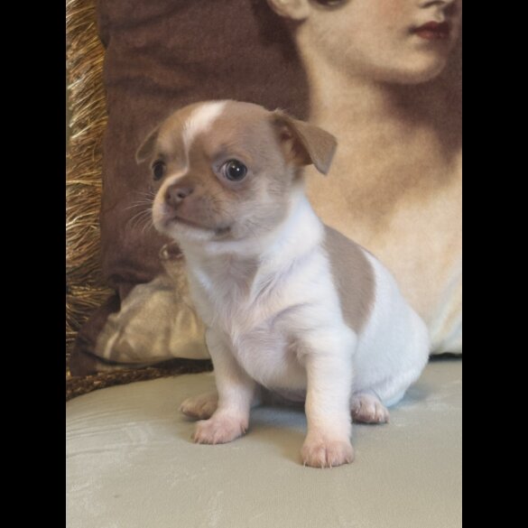 Chihuahua - Both