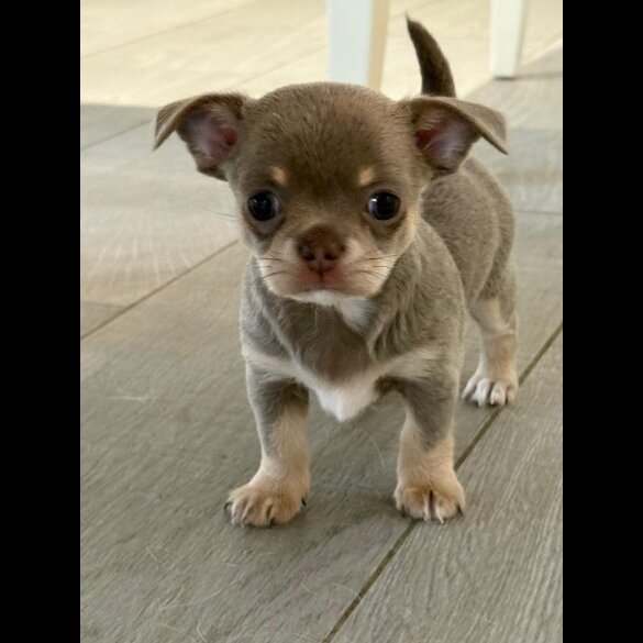 Chihuahua - Both