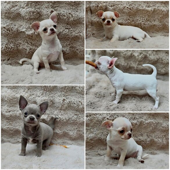 Chihuahua