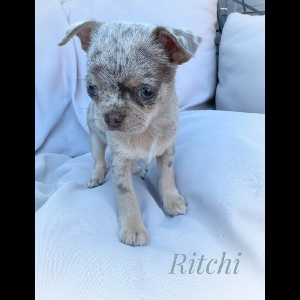 Chihuahua - Both
