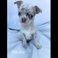 Chihuahua - Both