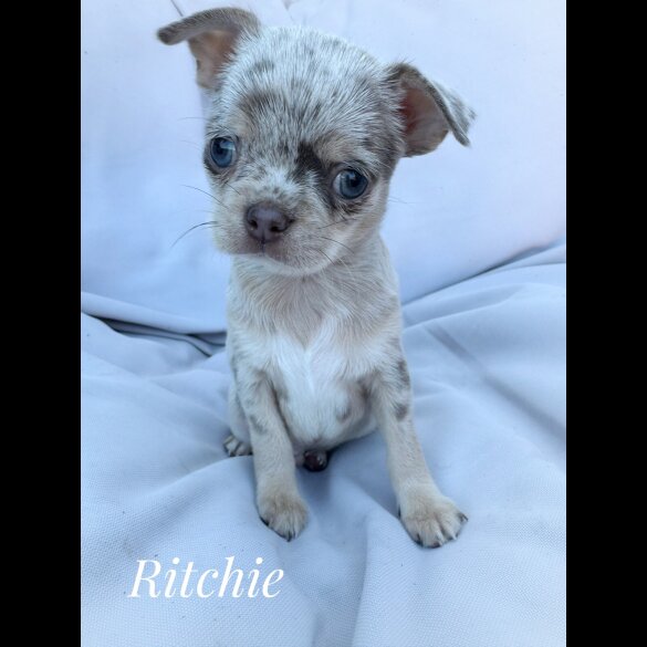 Chihuahua - Both