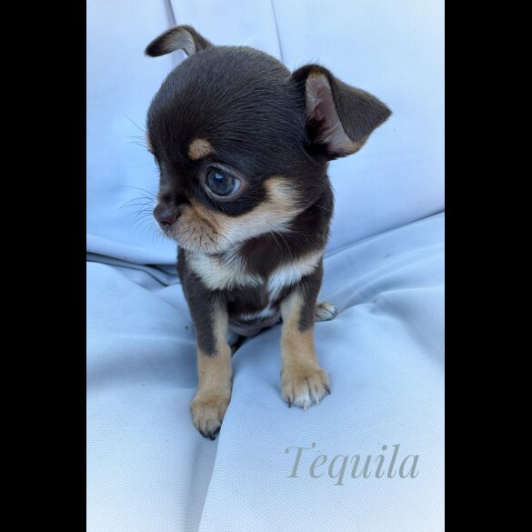 Chihuahua - Both