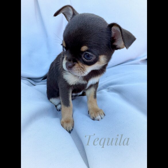 Chihuahua - Both