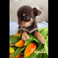 Chihuahua - Both