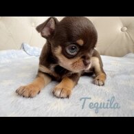 Chihuahua - Both